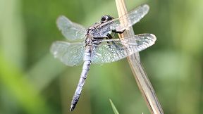Wallpaper Libelle Großer Blaupfeil