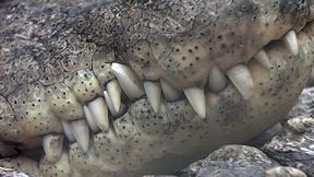 Wallpaper Krokodil Zähne