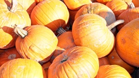 Wallpaper Kürbisse pumpkins