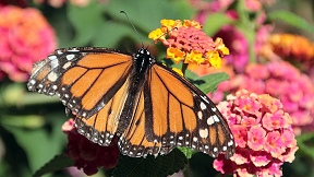 Wallpaper Schmetterling Monarchfalter