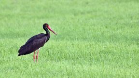 Wallpaper Schwarzstorch Windeck Kuchhausen 2025