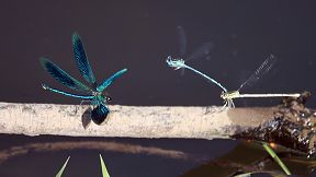 Wallpaper Gebänderte Prachtlibelle (Calopteryx splendens) und Platycnemis pennipes